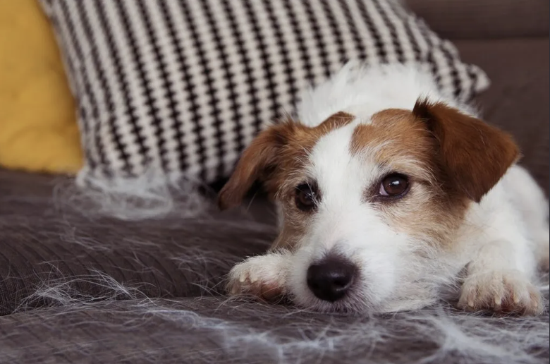 Hund ligger i sofaen omgitt av hundehår