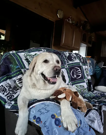 Labradoren Tutanka ligger i sofaen med koseleken sin