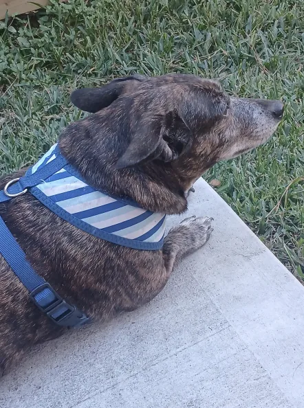 Dachshunden Mimi slapper av utendørs