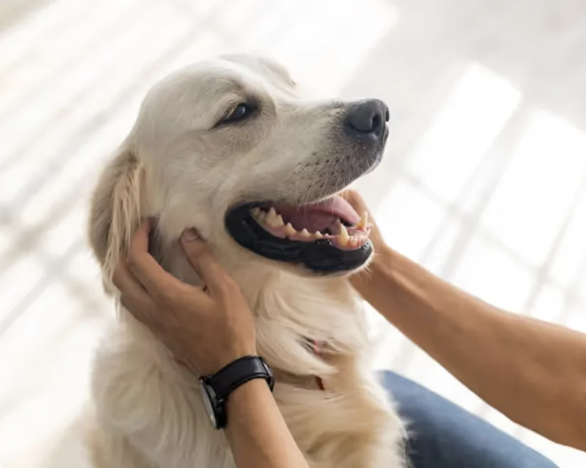 Glad hund blir klappet av eieren sin